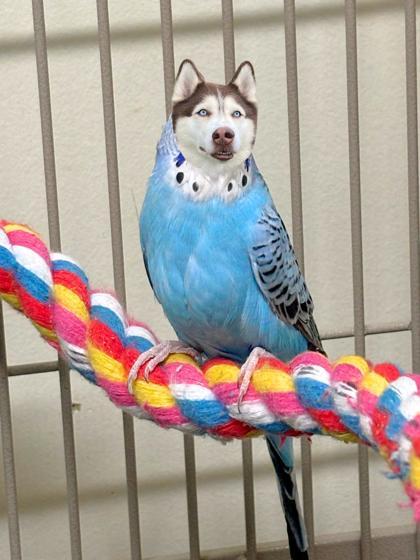 Azula, Adoptable, Adult Female Parakeet (Other) & Parakeet (Other).