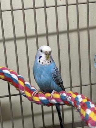 Azula, Adoptable, Adult Female Parakeet (Other) & Parakeet (Other).
