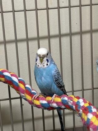 Enlarge Azula, a Adoptable mixed breed in New Hope, PA image 2/2