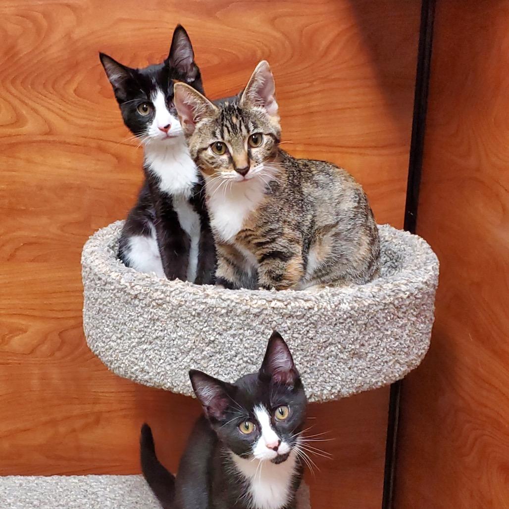Enlarge Jack Sparrow, a Adoptable Domestic Short Hair in Jupiter, FL image 1/6