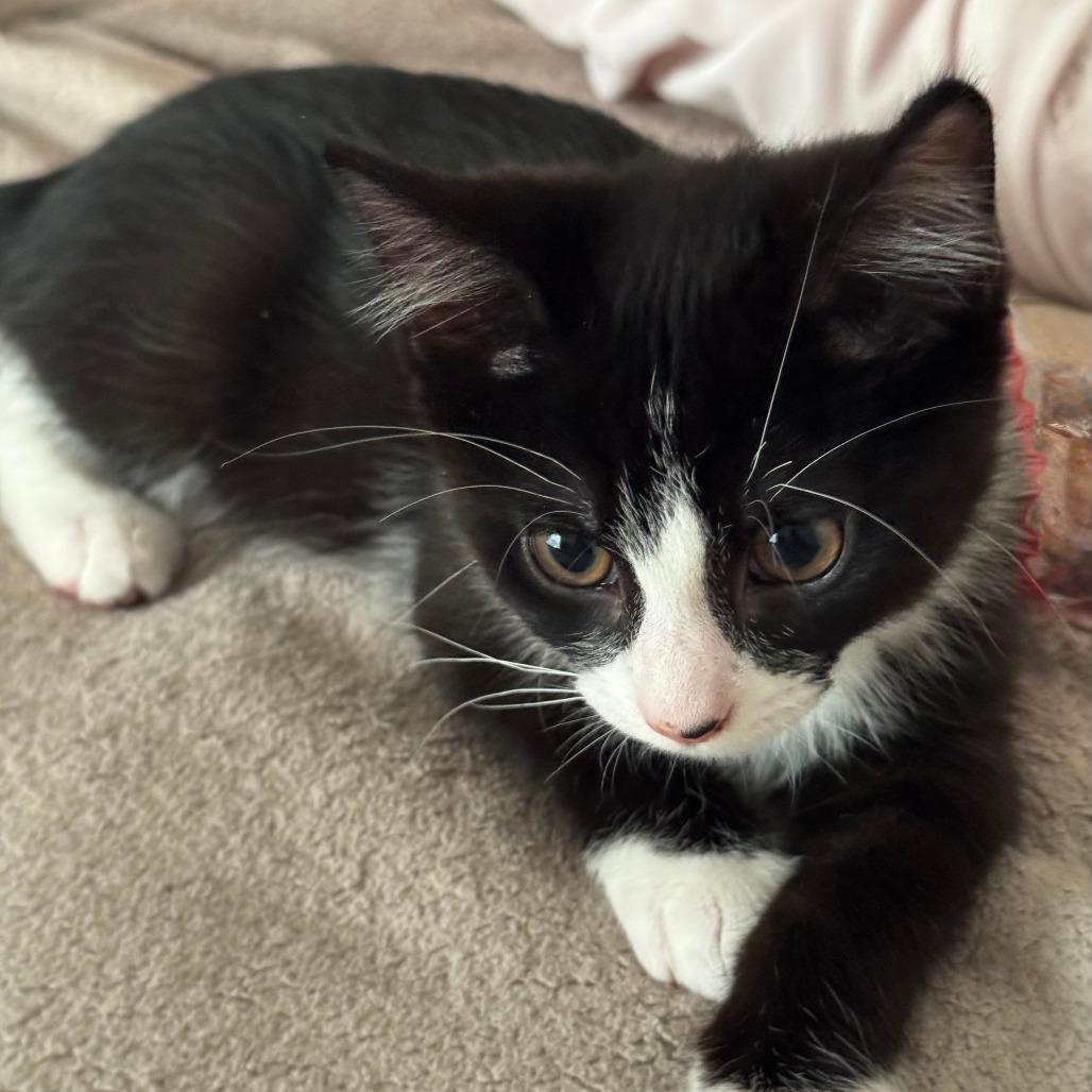 Enlarge Jack Sparrow, a Adoptable Domestic Short Hair in Jupiter, FL image 2/6