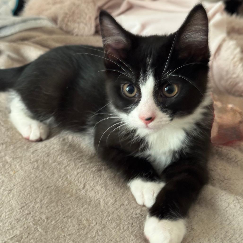 Enlarge Jack Sparrow, a Adoptable Domestic Short Hair in Jupiter, FL image 3/6