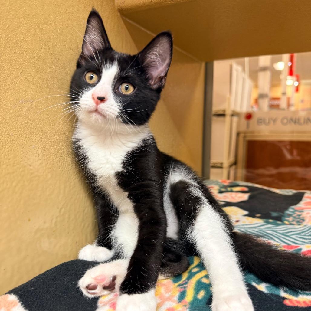Enlarge Jack Sparrow, a Adoptable Domestic Short Hair in Jupiter, FL image 5/6