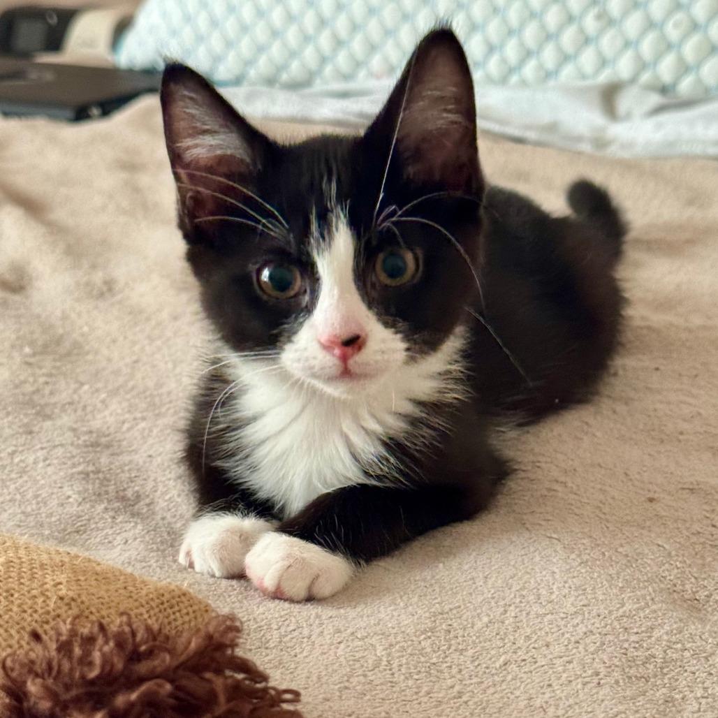 Enlarge Jack Sparrow, a Adoptable Domestic Short Hair in Jupiter, FL image 6/6