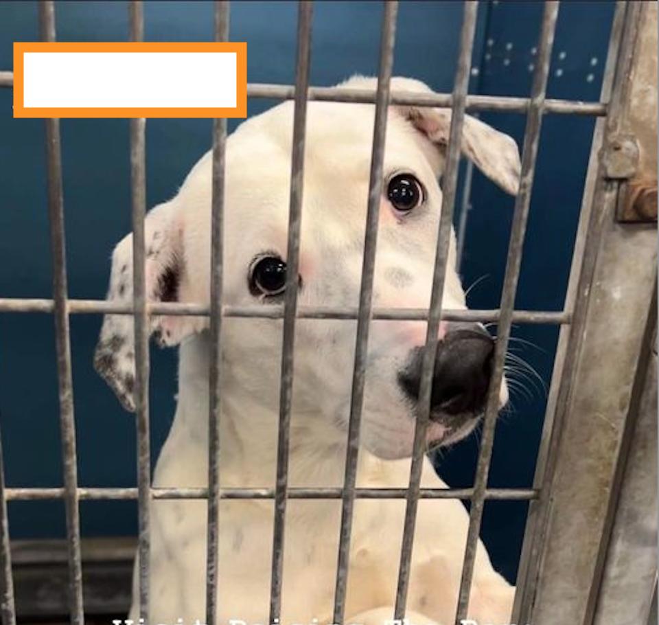 Enlarge Dottie PKA Beverly, a Adoptable mixed breed in Dallas, TX image 1/3