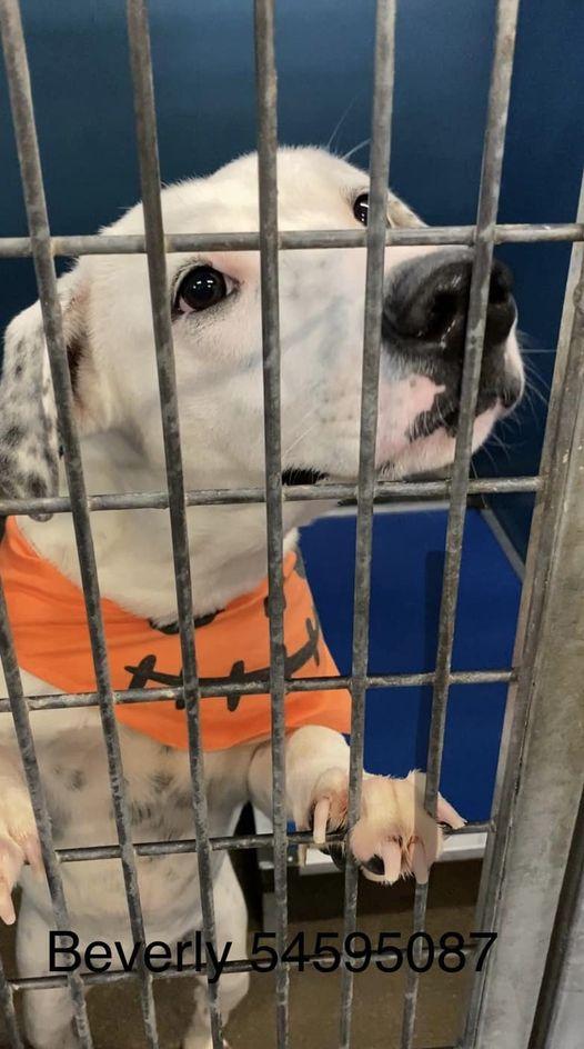 Dottie PKA Beverly, Adoptable, Young Female Pit Bull Terrier.