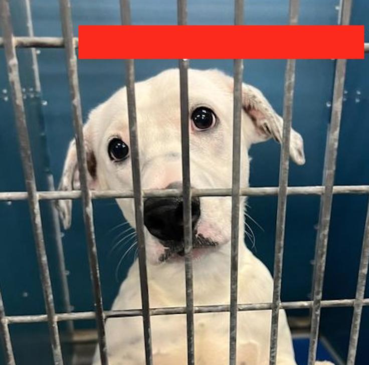 Enlarge Dottie PKA Beverly, a Adoptable mixed breed in Dallas, TX image 3/3