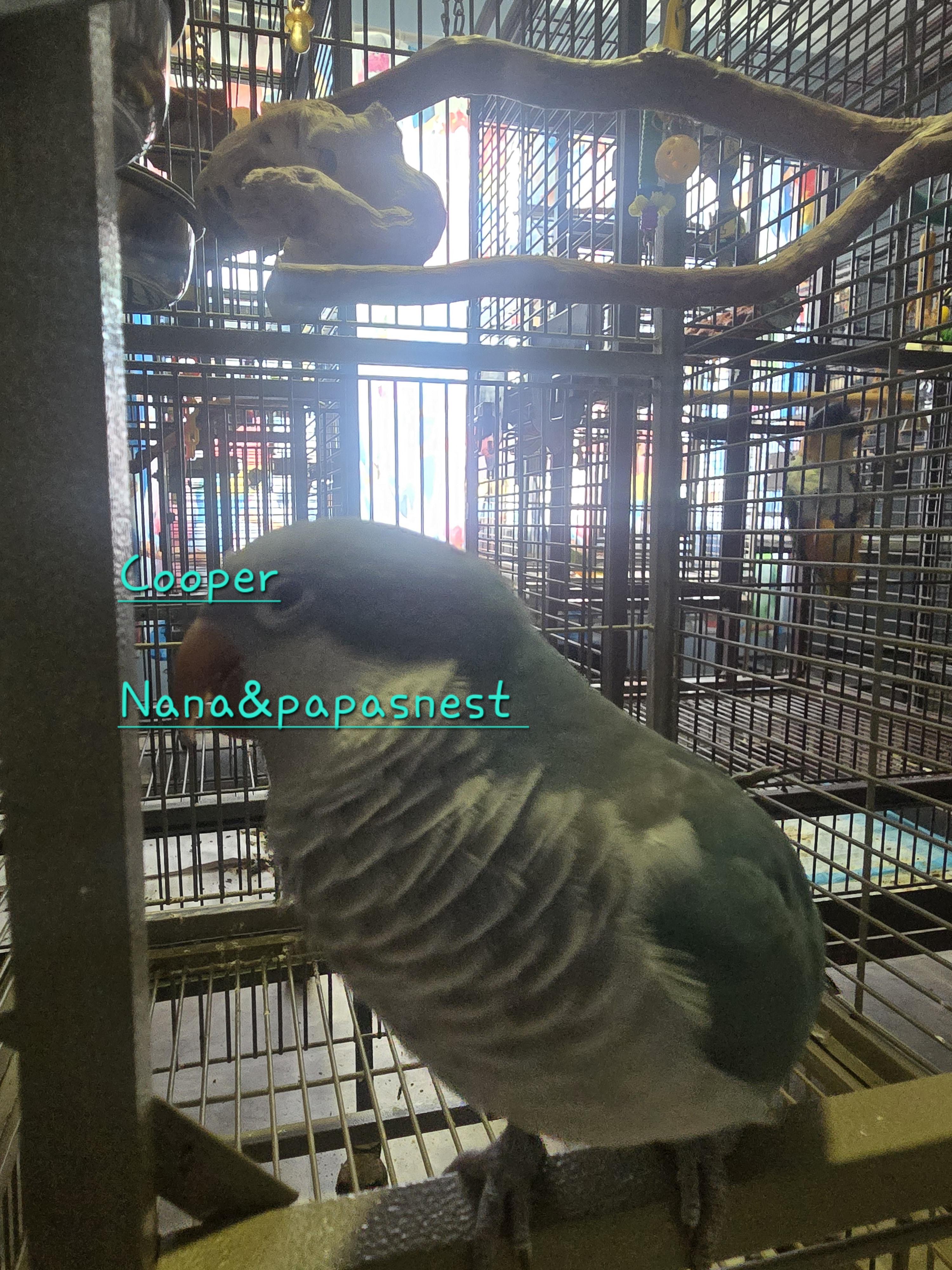 Enlarge Cooper, a Adoptable Quaker Parakeet in Wakefield, VA image 1/1