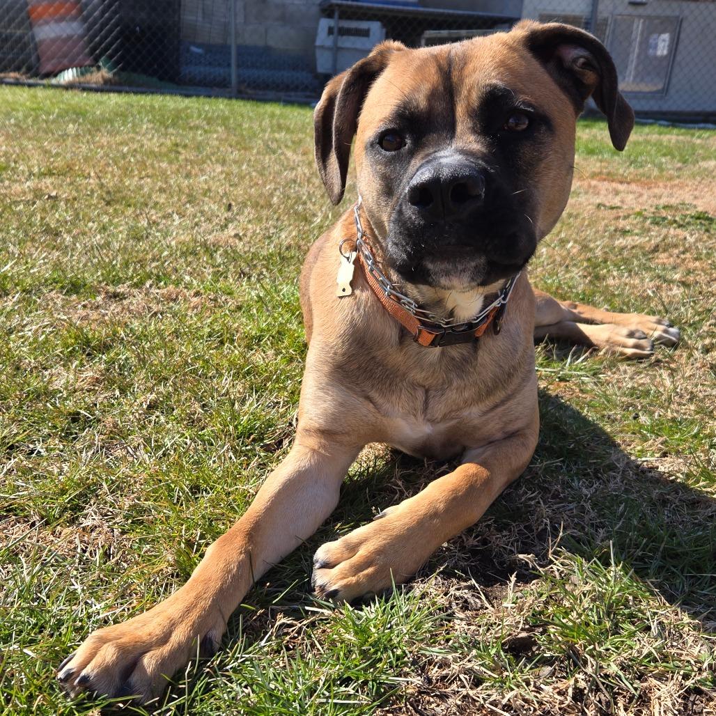 Enlarge Moss AKA Ozzy, a Adoptable mixed breed in Pennsville, NJ image 1/5