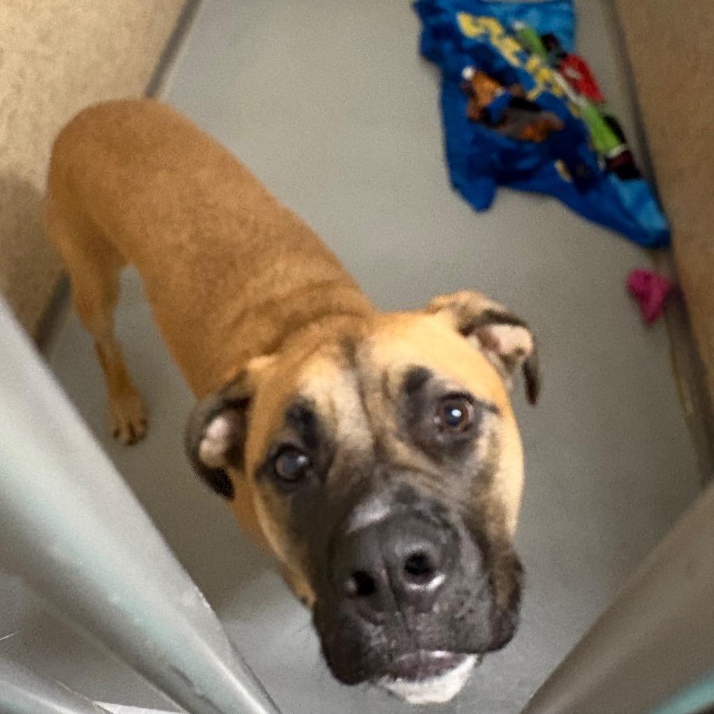 Enlarge Moss AKA Ozzy, a Adoptable mixed breed in Pennsville, NJ image 1/2