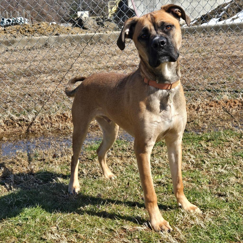 Enlarge Moss AKA Ozzy, a Adoptable mixed breed in Pennsville, NJ image 3/5