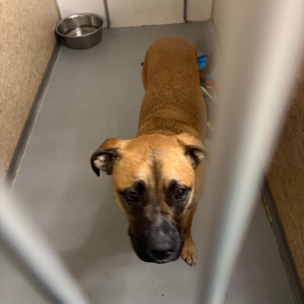 Enlarge Moss AKA Ozzy, a Adoptable mixed breed in Pennsville, NJ image 2/2