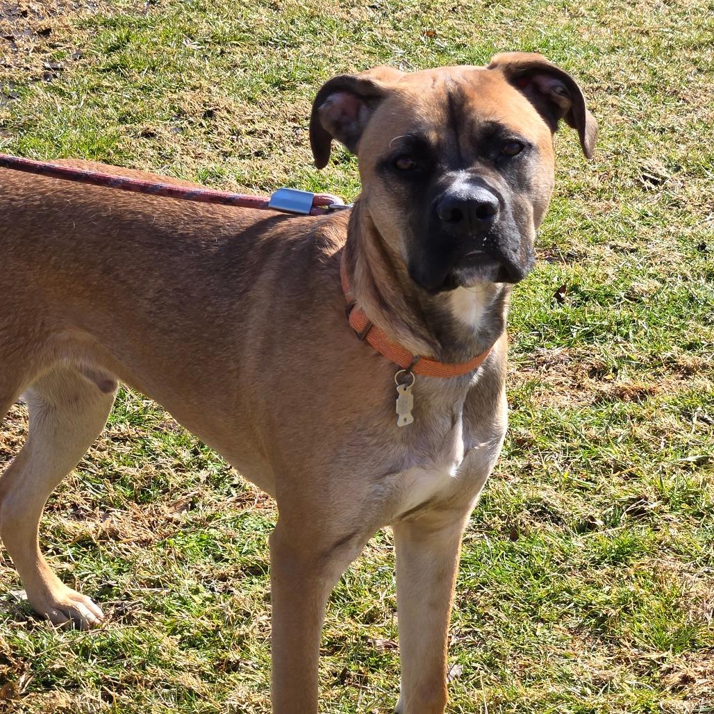 Enlarge Moss AKA Ozzy, a Adoptable mixed breed in Pennsville, NJ image 5/5