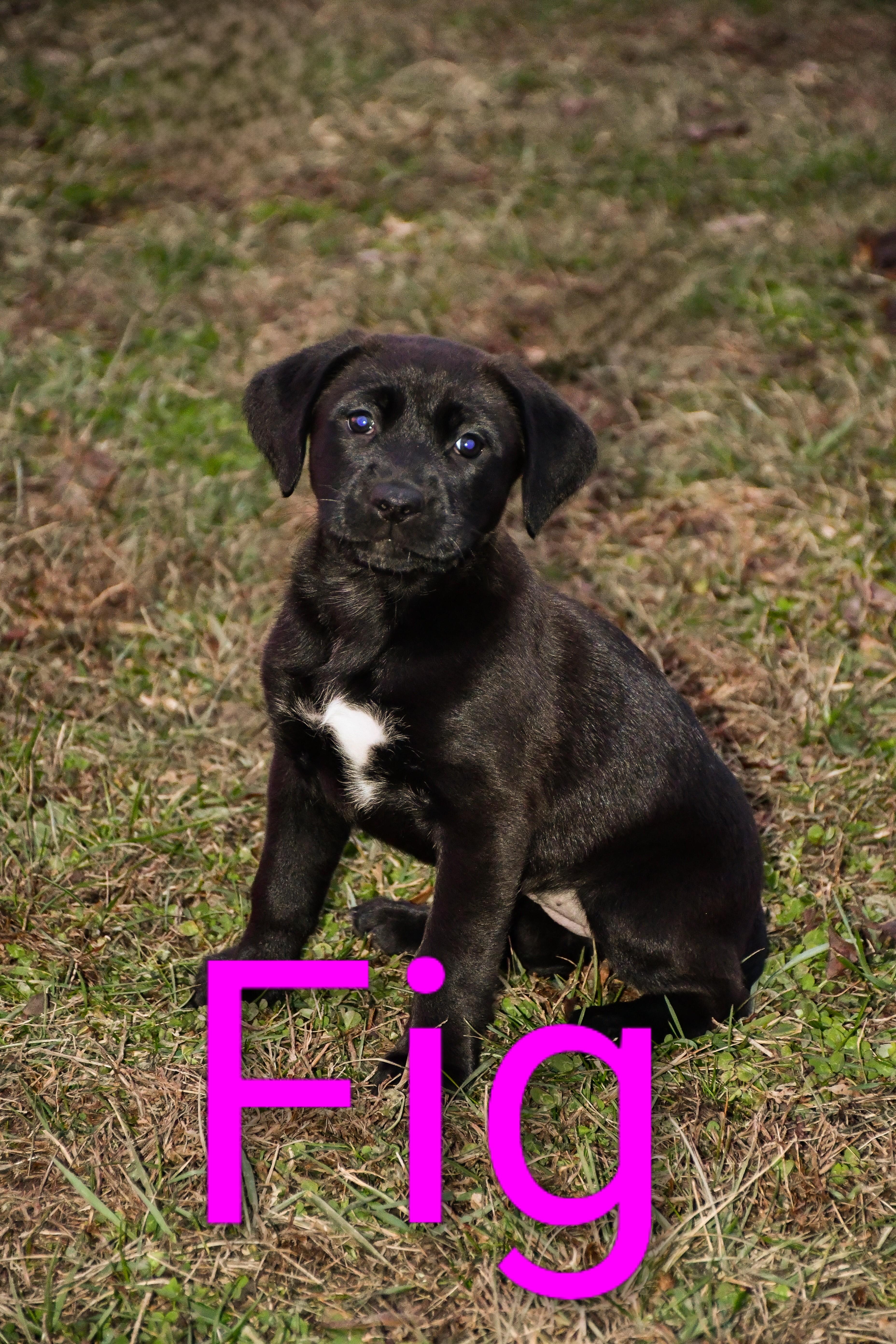 Fig, an adopted mixed breed in Osceola, MO image 1/4