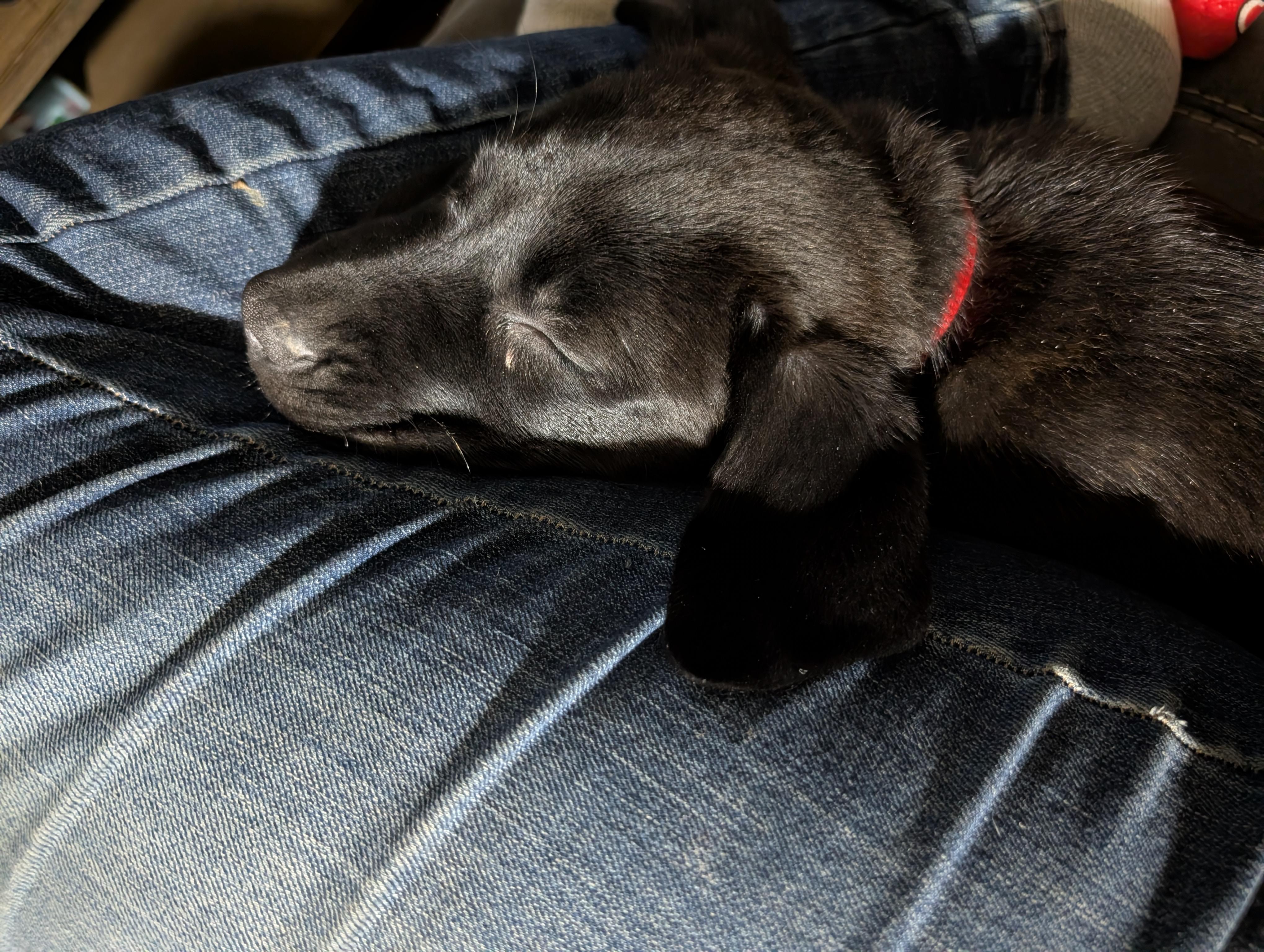 Fig, an adopted mixed breed in Osceola, MO image 2/4