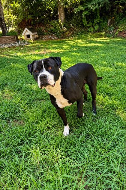 Enlarge Goober, a Adoptable mixed breed in Dahlonega, GA image 1/1