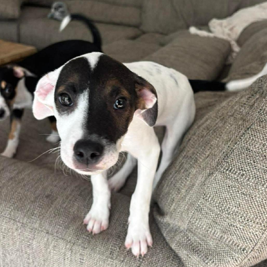 Enlarge Willow, a Adoptable mixed breed in Phoenix, MD image 1/4