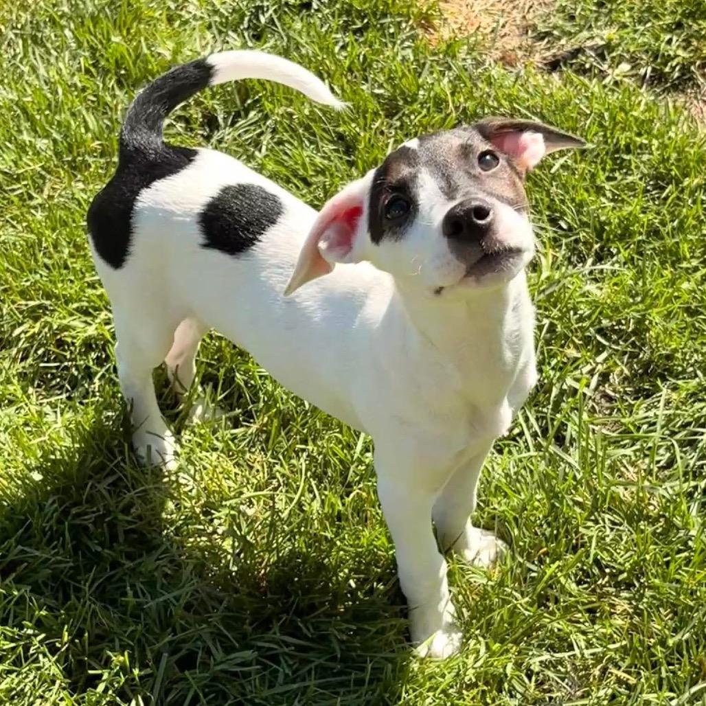 Enlarge Willow, a Adoptable mixed breed in Phoenix, MD image 3/4
