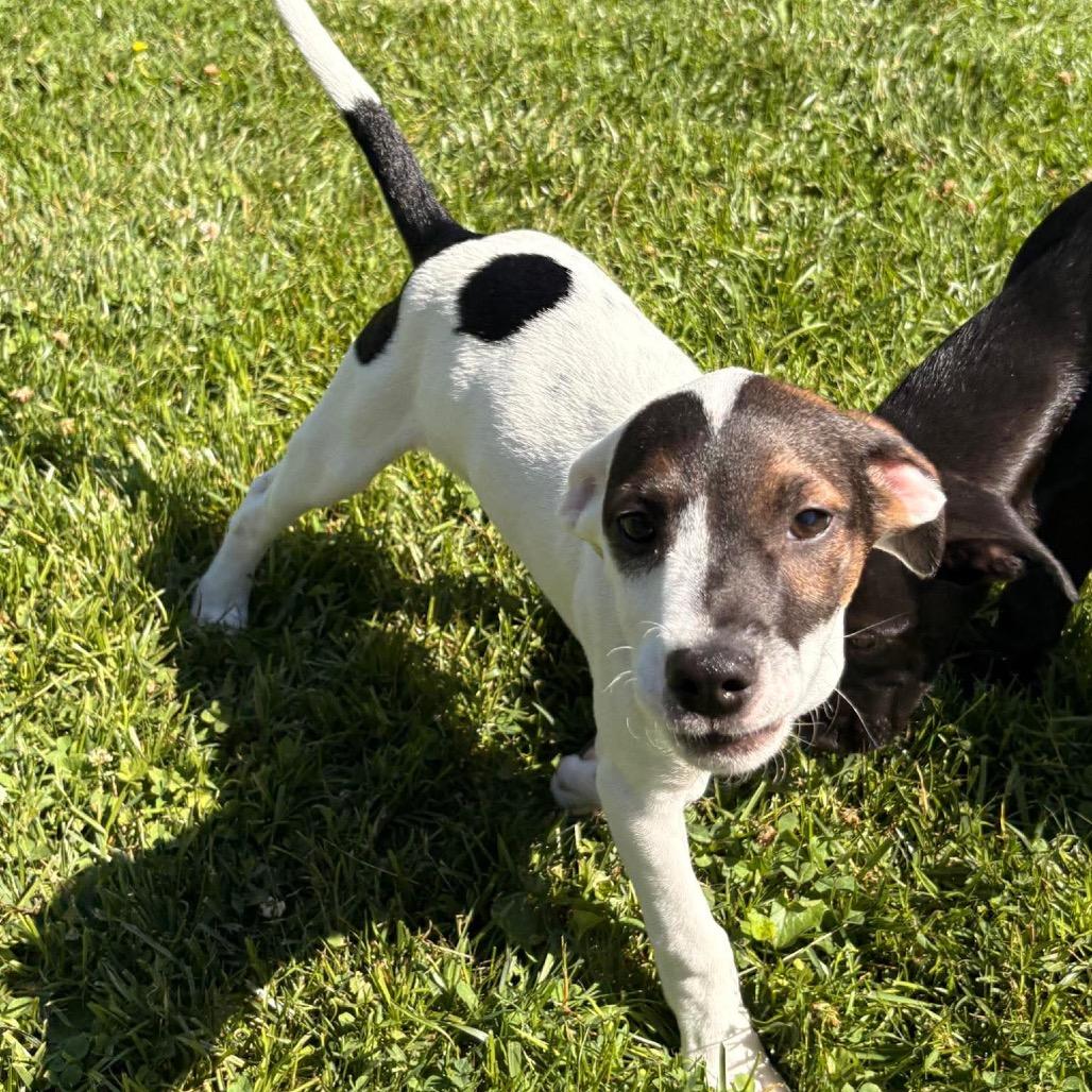 Enlarge Willow, a Adoptable mixed breed in Phoenix, MD image 4/4