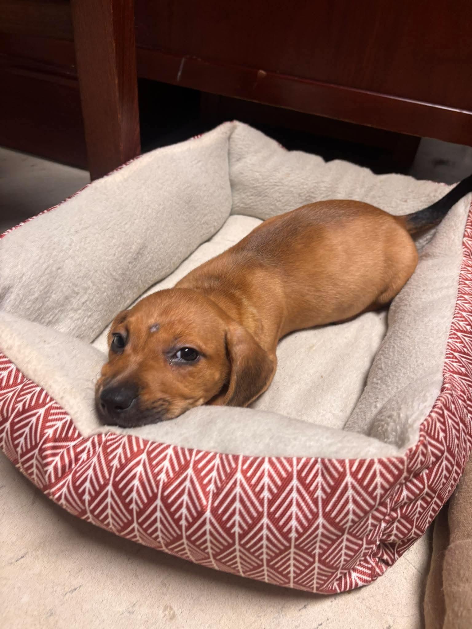 Enlarge Margo, a Adoptable mixed breed in Byron, IL image 1/2
