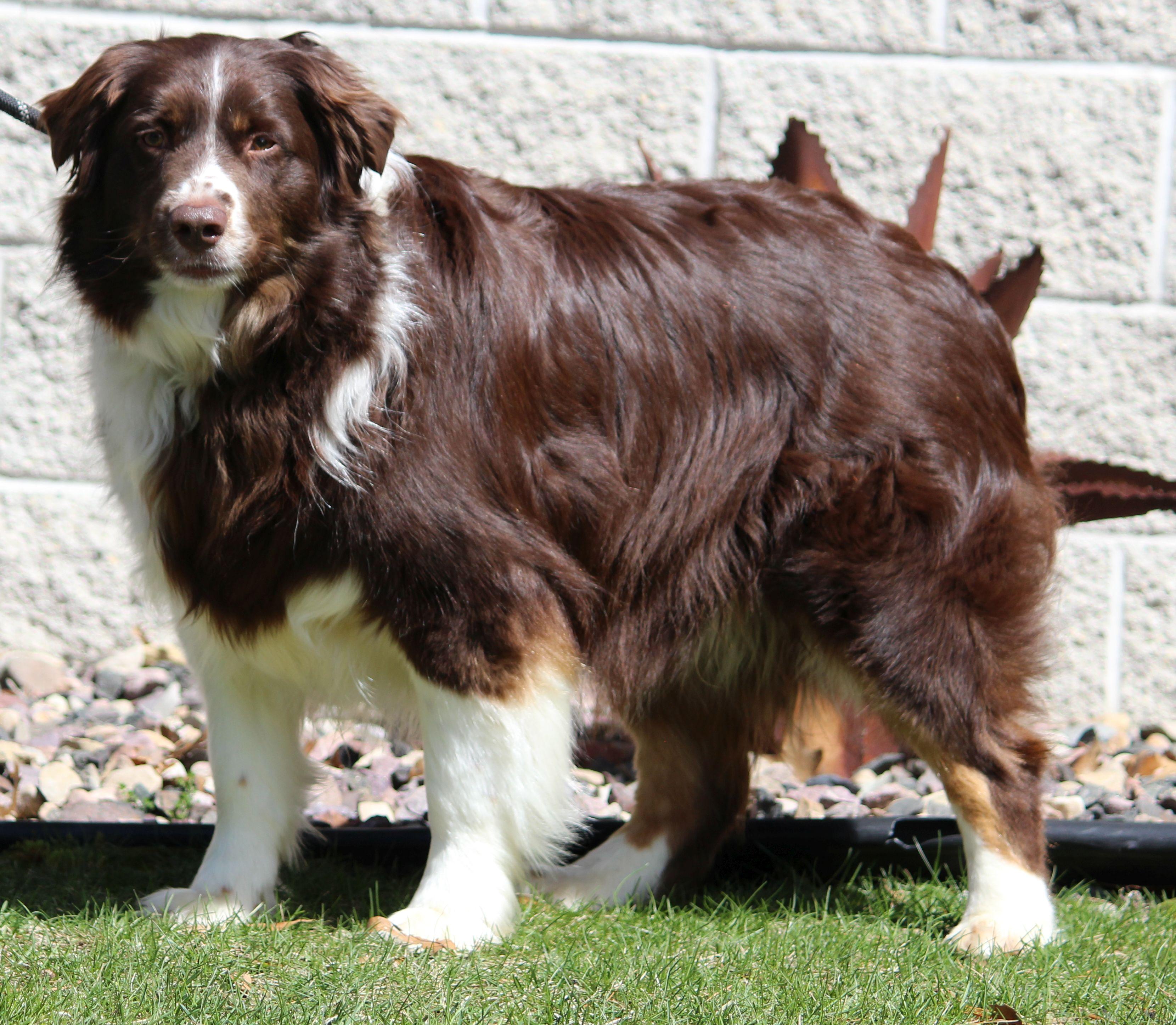 Enlarge Baxter, a ADOPTABLE Australian Shepherd in Portage, WI image 4/4