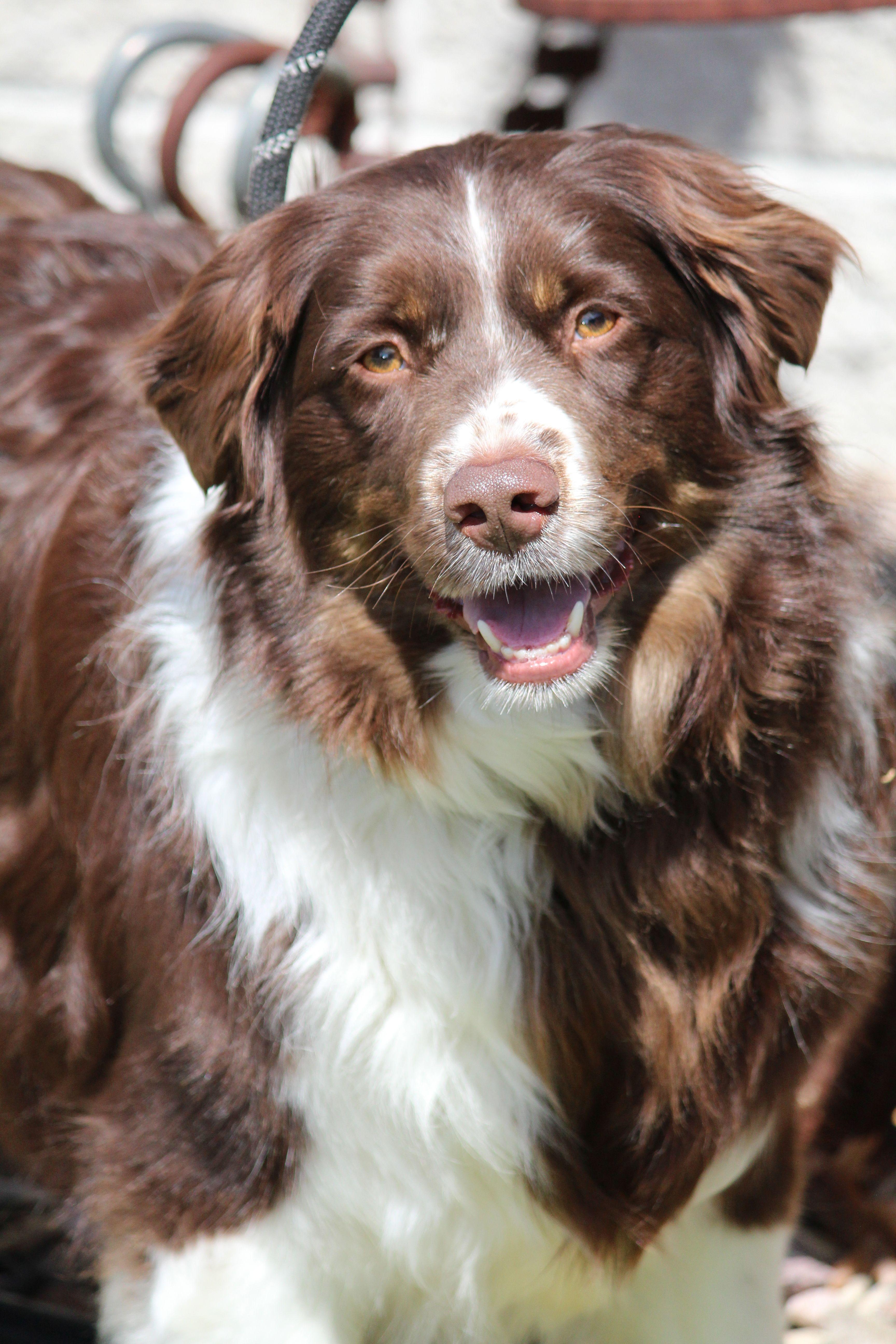Enlarge Baxter, a ADOPTABLE Australian Shepherd in Portage, WI image 3/4