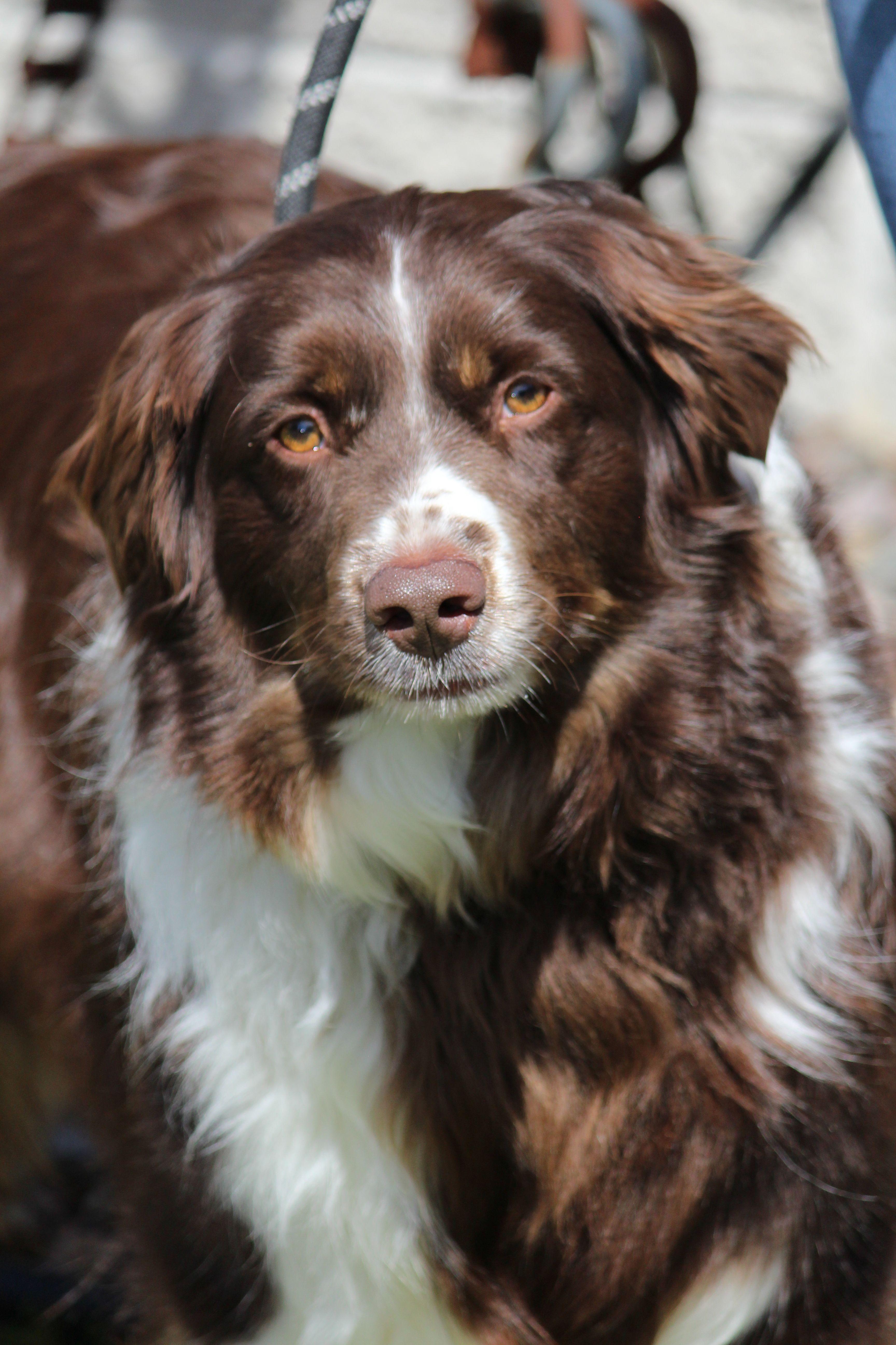 Enlarge Baxter, a ADOPTABLE Australian Shepherd in Portage, WI image 2/4
