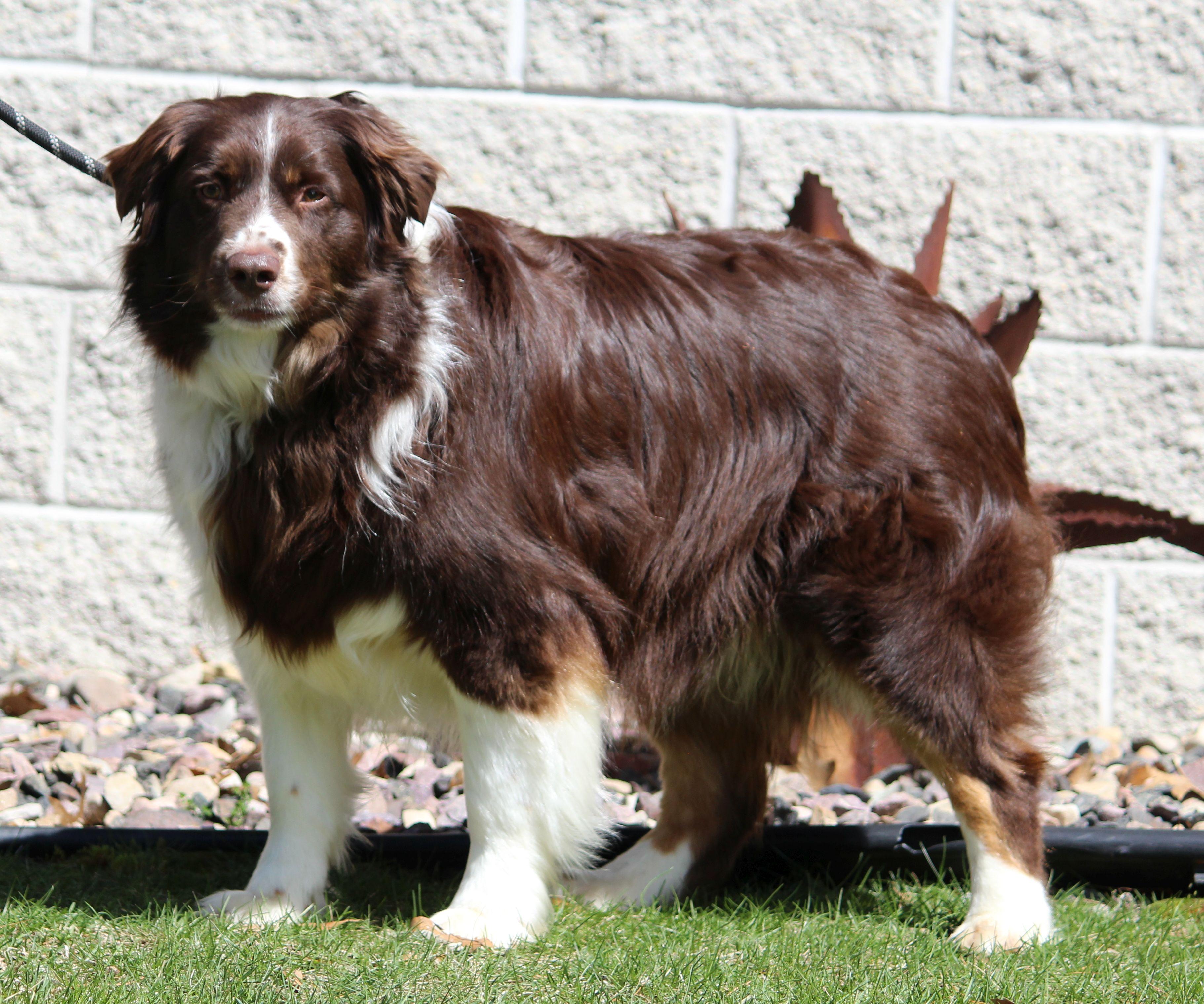 Enlarge Baxter, a ADOPTABLE Australian Shepherd in Portage, WI image 1/4