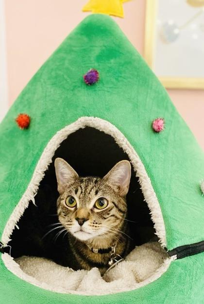 Luke (Pounce Cat Cafe), a Adoptable Domestic Short Hair image 1/2