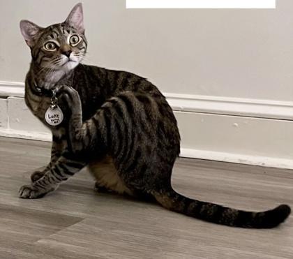 Luke (Pounce Cat Cafe), a Adoptable Domestic Short Hair image 2/2