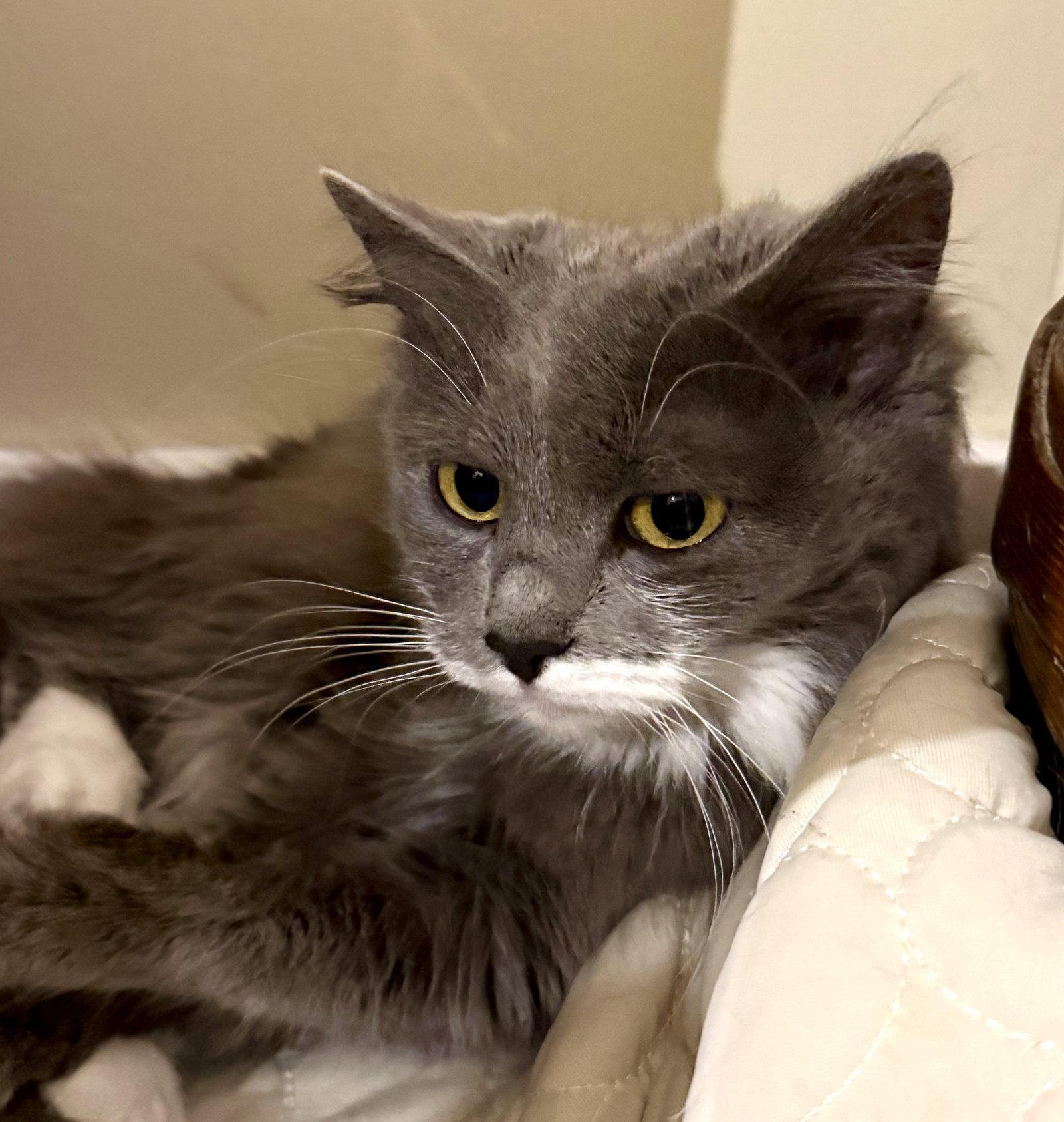 Periwinkle, a Adoptable Domestic Long Hair in Reston, VA image 1/3