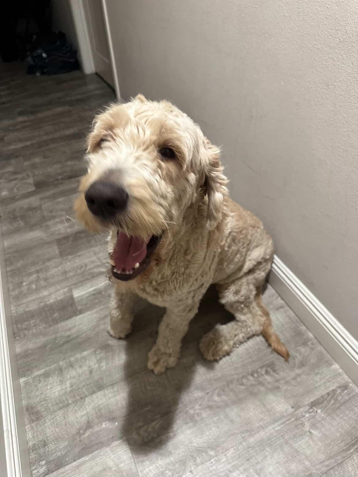 Cody - needs experience doodle owner to adopt him