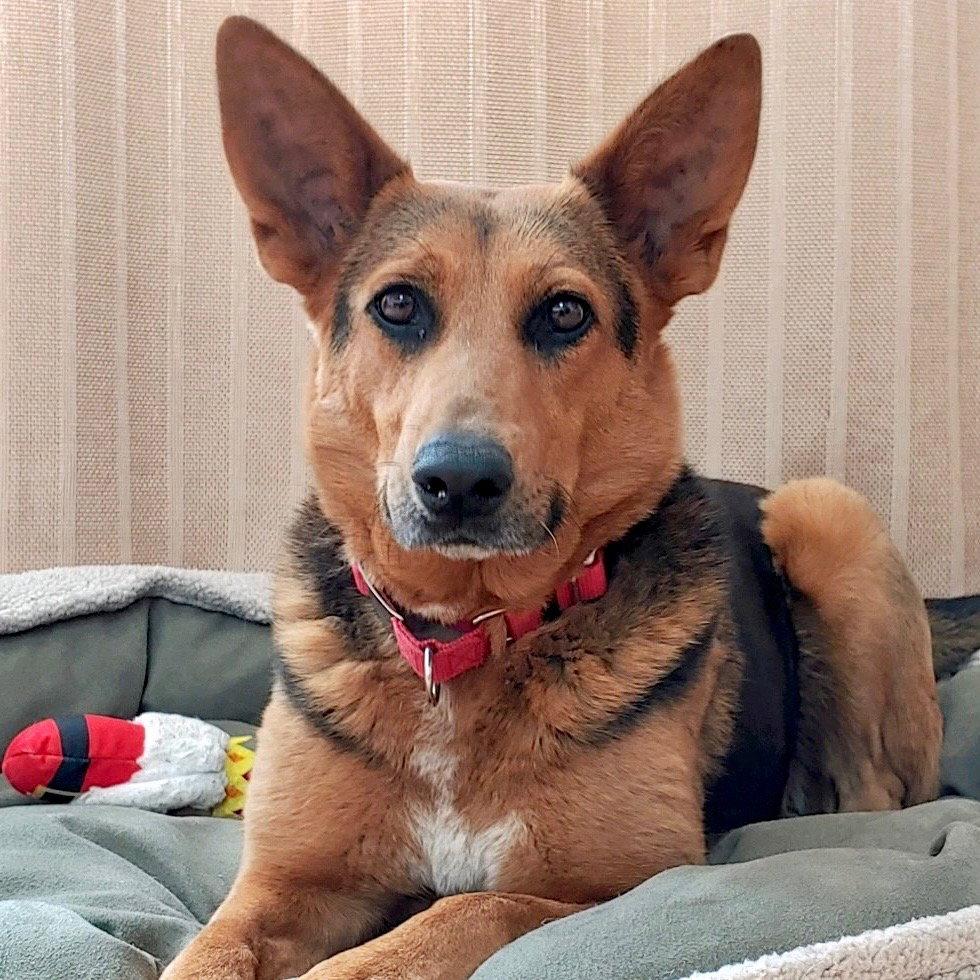 Dua Lipa, Adoptable, Adult Female Terrier.