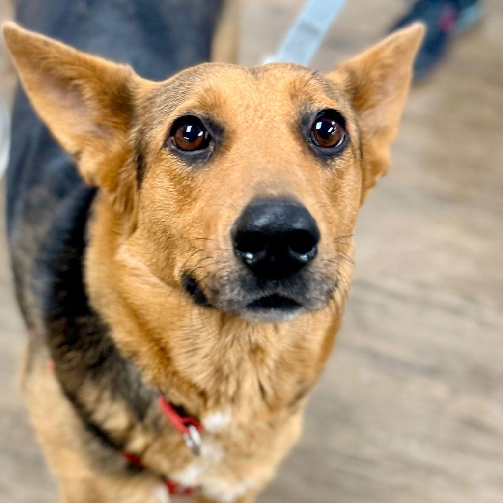 Dua Lipa, a Adoptable Terrier in Bloomfield, CT image 1/3