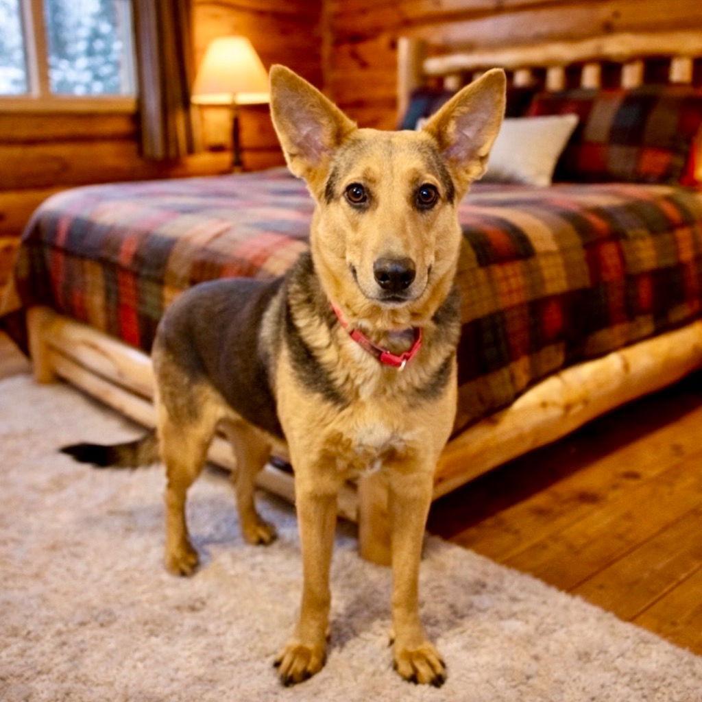 Dua Lipa, a Adoptable Terrier in Bloomfield, CT image 2/3