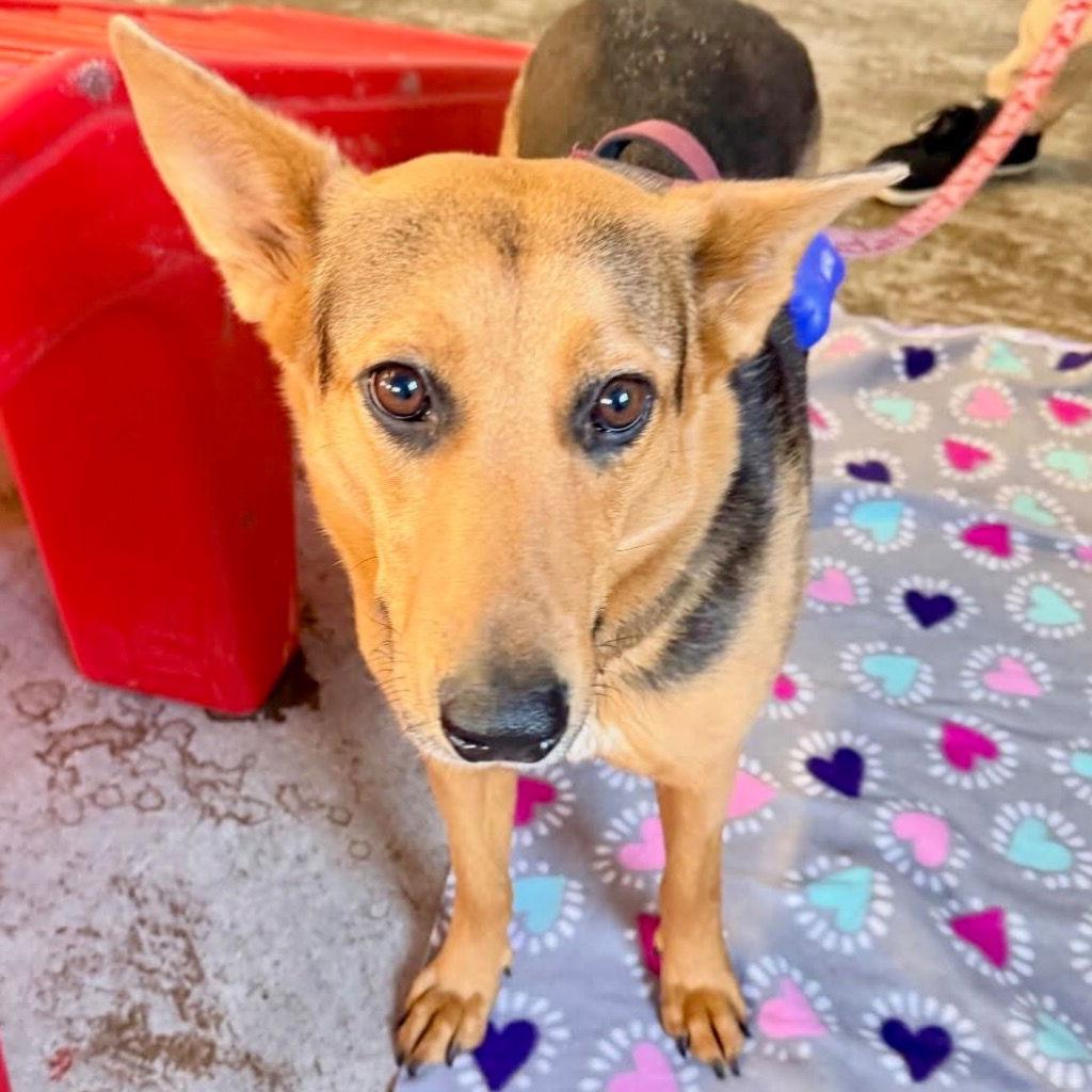 Dua Lipa, a Adoptable Terrier in Bloomfield, CT image 3/3