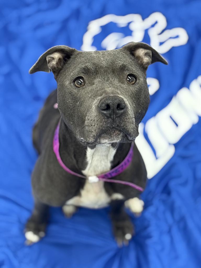 Cece Carter, Adoptable, Adult Female Mixed Breed.