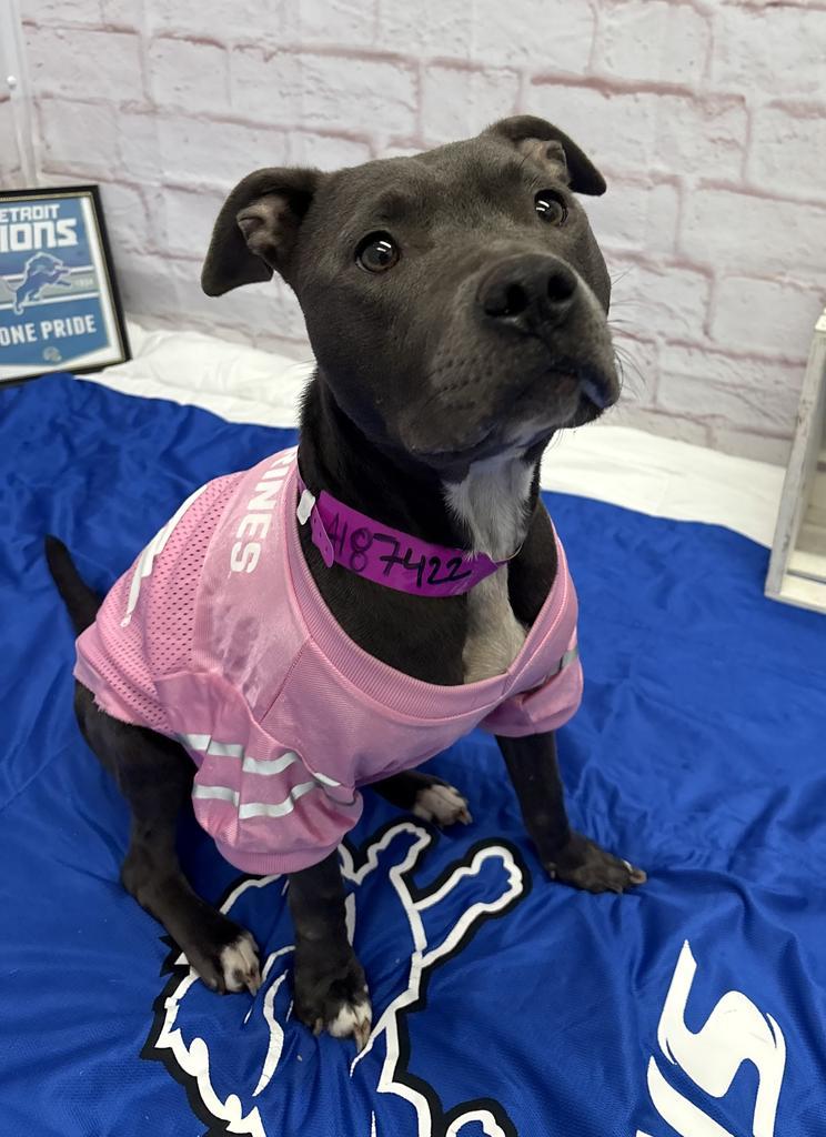 Enlarge Cece Carter, a Adoptable Mixed Breed in Detroit, MI image 2/6