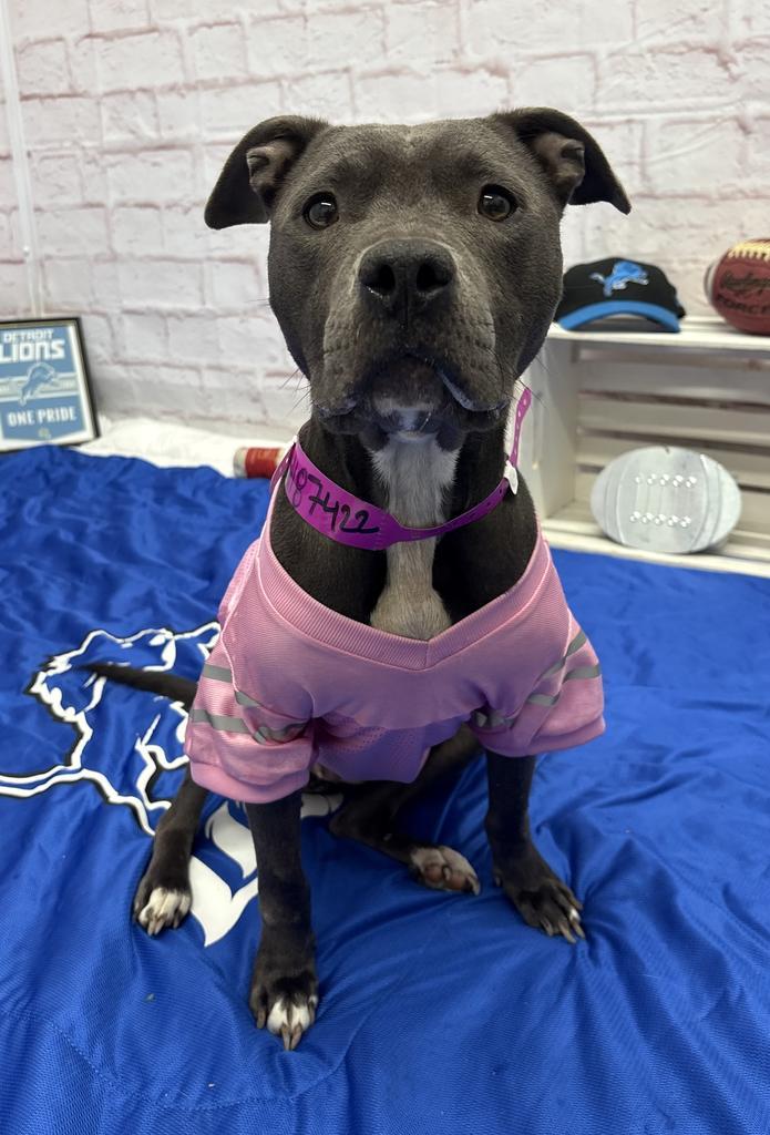 Enlarge Cece Carter, a Adoptable Mixed Breed in Detroit, MI image 3/6