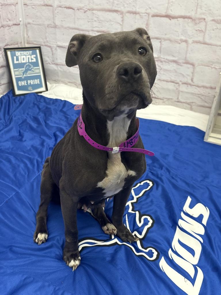 Enlarge Cece Carter, a Adoptable Mixed Breed in Detroit, MI image 4/6