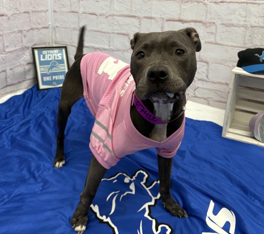 Enlarge Cece Carter, a Adoptable Mixed Breed in Detroit, MI image 5/6