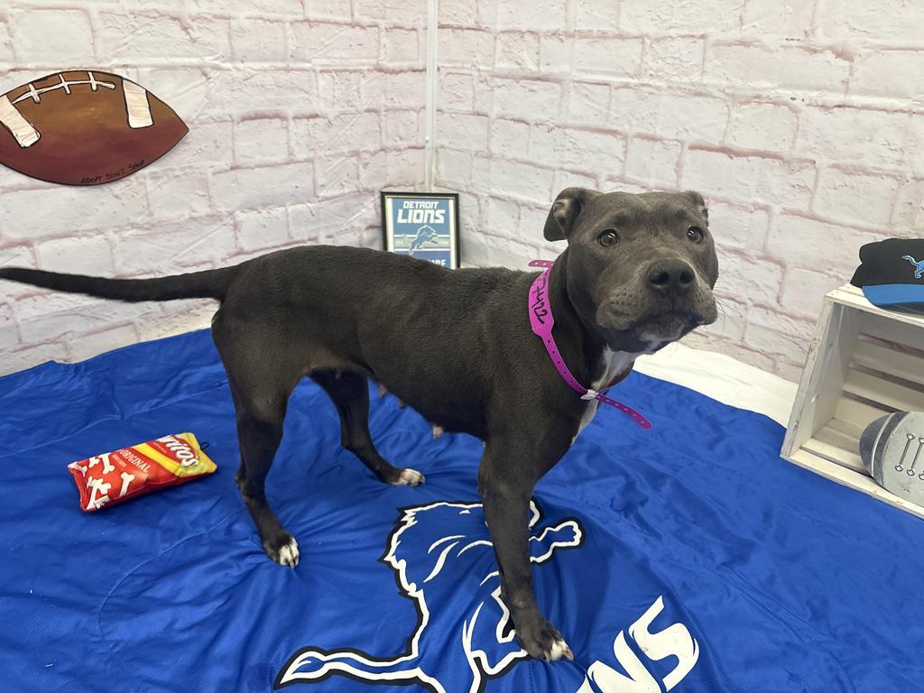 Enlarge Cece Carter, a Adoptable Mixed Breed in Detroit, MI image 6/6
