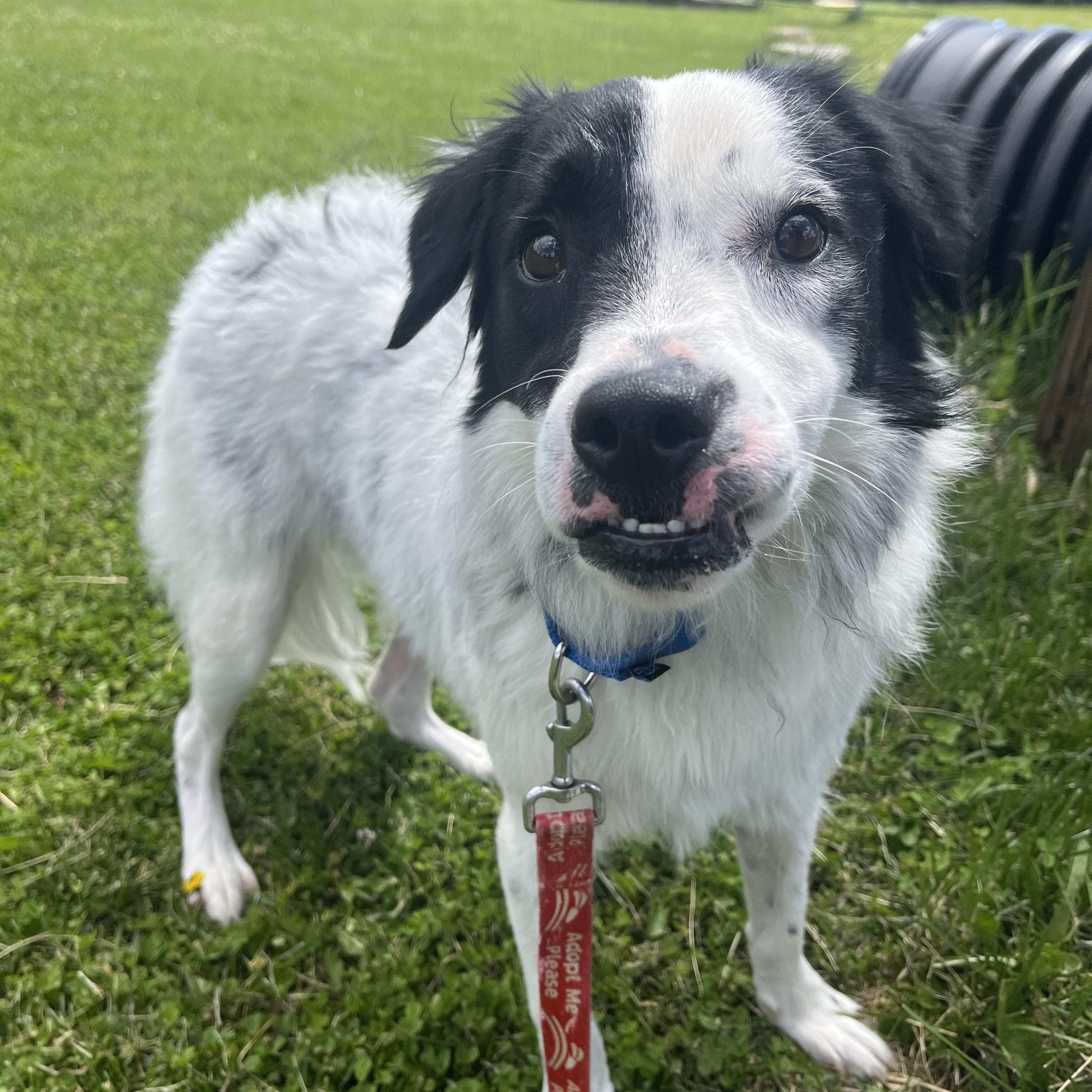 Enlarge Gator, a ADOPTABLE mixed breed in Monroe, OH image 3/5