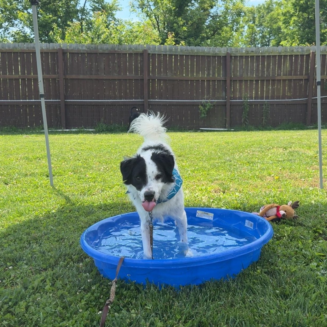 Gator, an adopted mixed breed in Monroe, OH image 2/6
