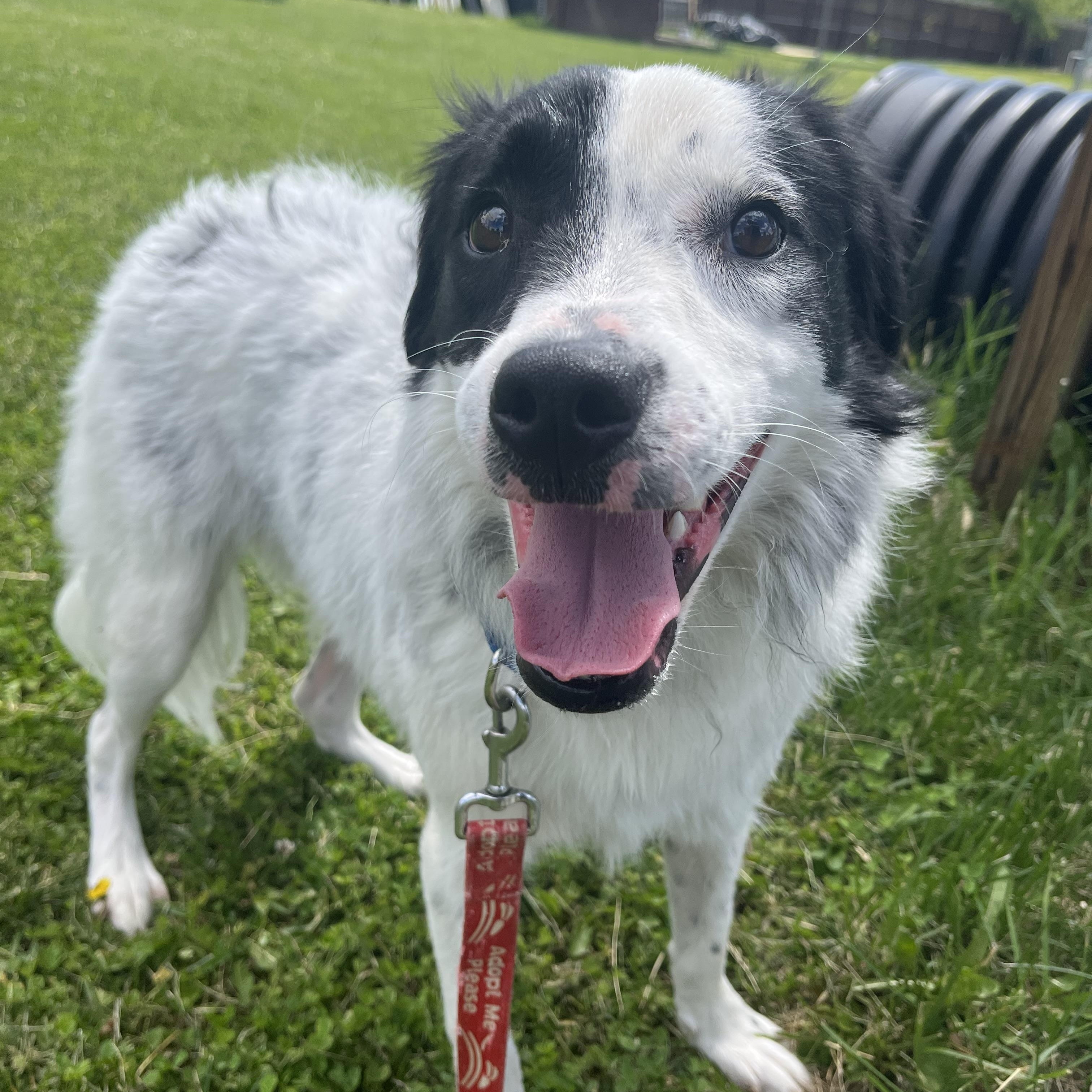 Gator, ADOPTABLE, Young Male Great Pyrenees.