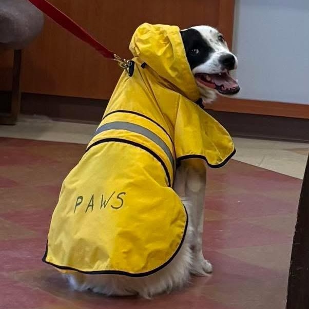 Gator, an adopted mixed breed in Monroe, OH image 5/6