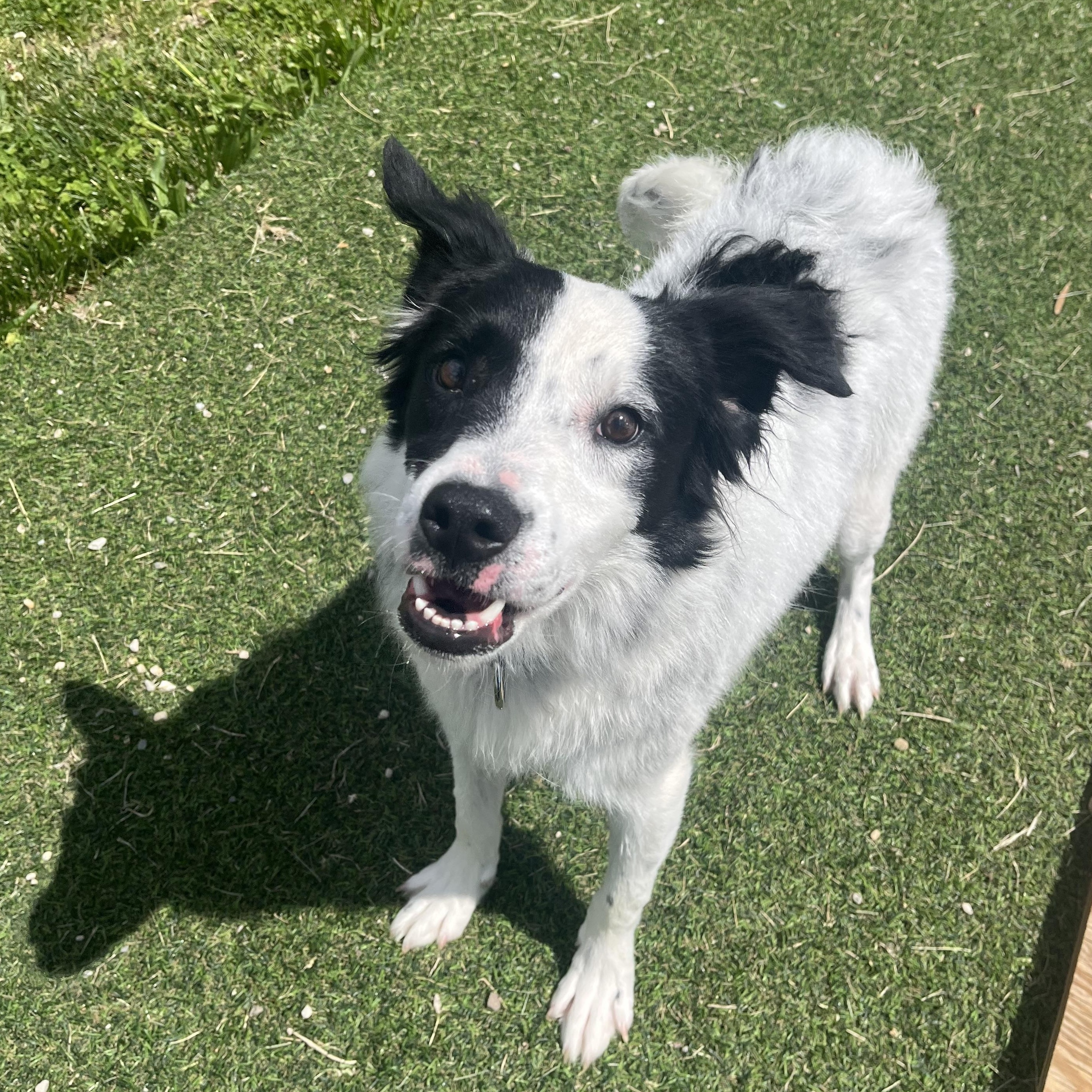 Enlarge Gator, a ADOPTABLE mixed breed in Monroe, OH image 4/5