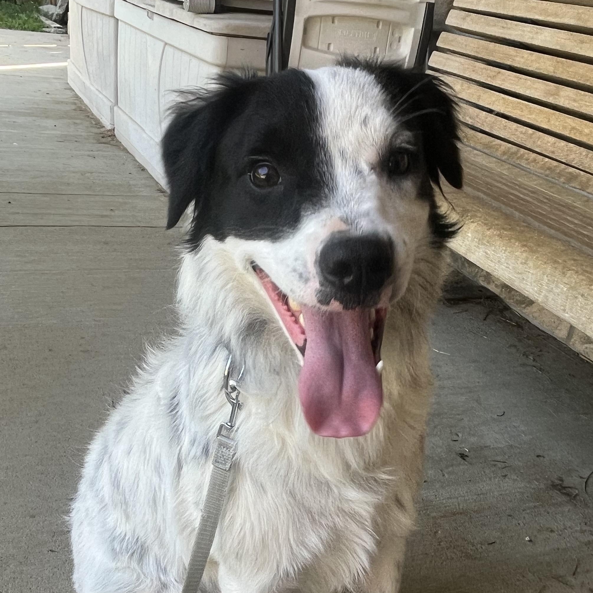 Gator, adopted, Young Male Great Pyrenees.