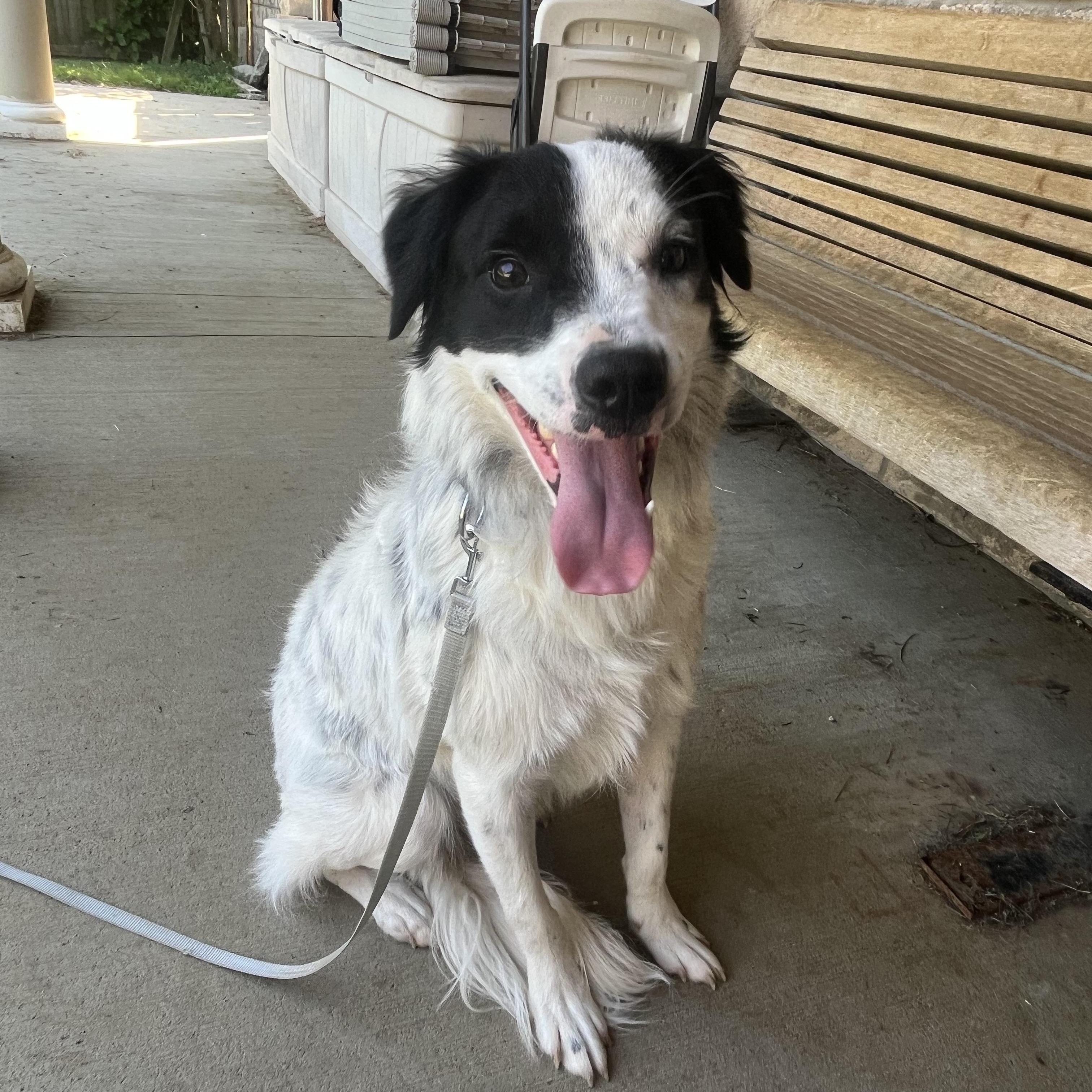 Enlarge Gator, a ADOPTABLE mixed breed in Monroe, OH image 5/5