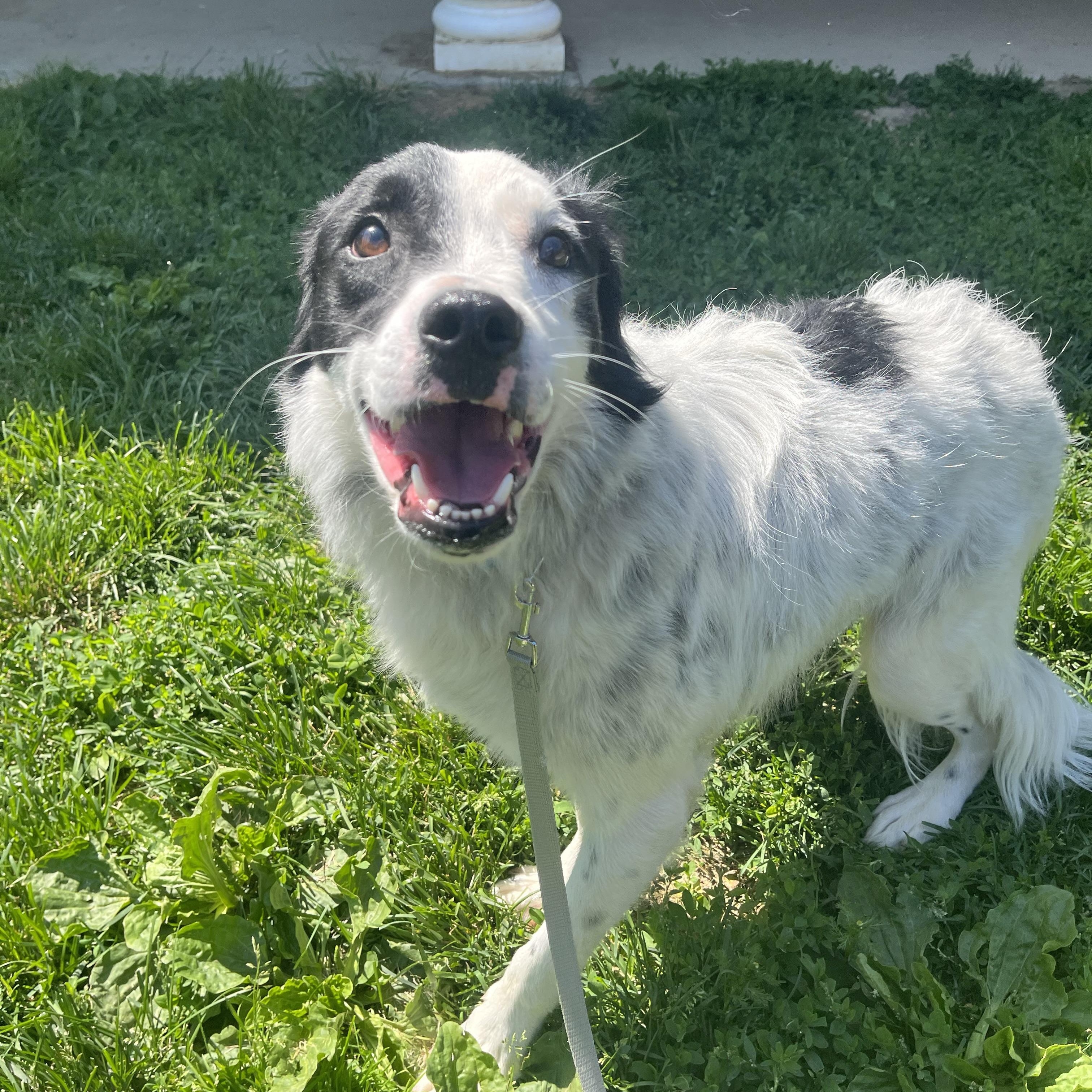 Enlarge Gator, a ADOPTABLE mixed breed in Monroe, OH image 2/5